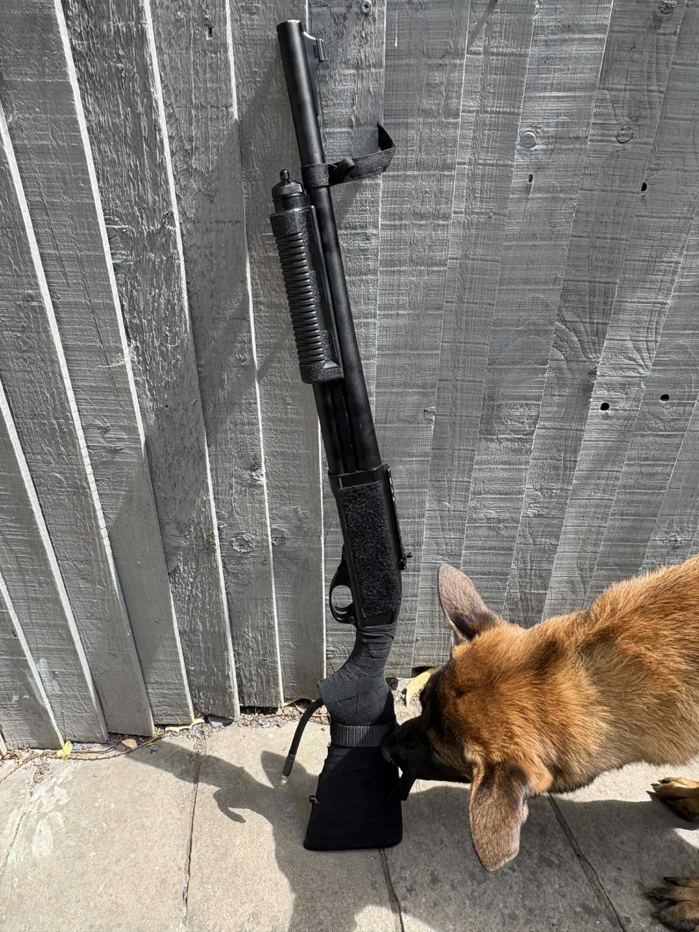 HPA Line Tapped Golden Eagle 8870